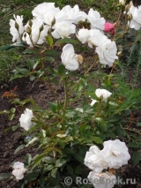 Schneewittchen Schneewittchen