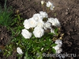 Schneewittchen Schneewittchen