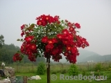 Rouge Meillandecor Rouge Meillandecor