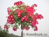Rouge Meillandecor Rouge Meillandecor
