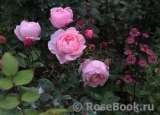 The Alnwick Rose The Alnwick Rose