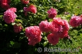 Rosarium Uetersen Rosarium Uetersen