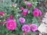 Heidi Klum Rose Heidi Klum Rose
