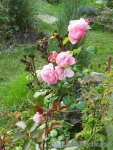 Strawberry Hill Strawberry Hill