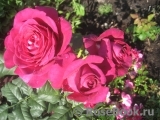 Johann Wolfgang von Goethe Rose® Johann Wolfgang von Goethe Rose®