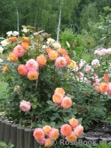 Gartenspass ® Gartenspass ®