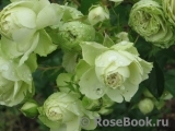 Lovely Green ® Lovely Green ®