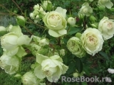 Lovely Green ® Lovely Green ®