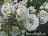 Lovely Green ® Lovely Green ®