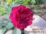 Darcey Bussell Darcey Bussell