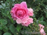 Princess Alexandra of Kent Princess Alexandra of Kent