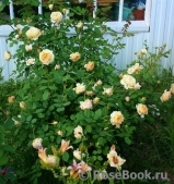 Crown Princess Margareta® Crown Princess Margareta®