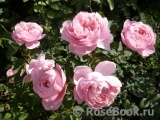 The Alnwick Rose The Alnwick Rose
