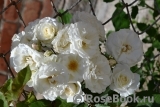 White Flight White Flight