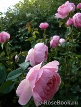 The Alnwick Rose The Alnwick Rose