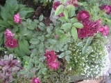 Burgundy Ice Burgundy Ice