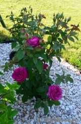 Heidi Klum Rose Heidi Klum Rose