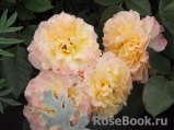 Augusta Luise Augusta Luise