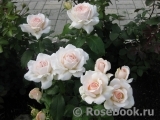 Chandos Beauty Chandos Beauty