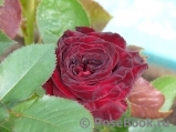 Black Baccara Black Baccara