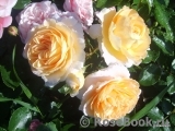 Sangerhauser Jubilaumsrose Sangerhauser Jubilaumsrose