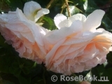 Sangerhauser Jubilaumsrose Sangerhauser Jubilaumsrose