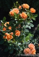 Apricot Clementine Apricot Clementine