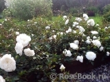 Aspirin Rose Aspirin Rose