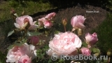 Morden Blush Morden Blush