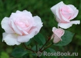 A Whiter Shade Of Pale A Whiter Shade Of Pale