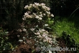 Lucy's Rose