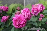 Gloire De Ducher