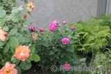 Gloire De Ducher
