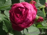 Ascot Ascot