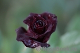 Black Baccara Black Baccara