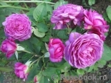 Heidi Klum Rose Heidi Klum Rose