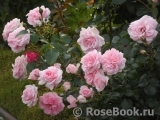 Home & Garden Home & Garden