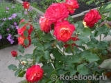 Midsummer Midsummer