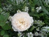 Crocus Rose® Crocus Rose®