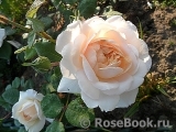 Crocus Rose® Crocus Rose®