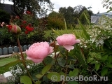 The Alnwick Rose The Alnwick Rose