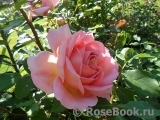 Jubilee Celebration® Jubilee Celebration®