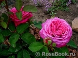 Heidi Klum Rose Heidi Klum Rose
