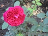 Falstaff® Falstaff®