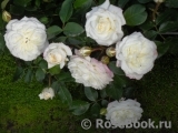 Alabaster Alabaster