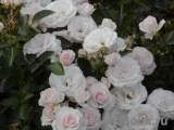 Aspirin Rose Aspirin Rose