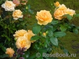 Bernstein-Rose Bernstein-Rose