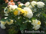 Golden Border Golden Border