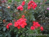 Red Diadem Red Diadem