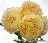 Golden Celebration® Golden Celebration®